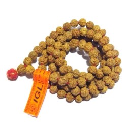 Natural 6 Mukhi Rudraksha Mala Genuine Affordable & Certified Mala