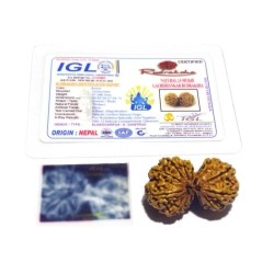 13 Mukhi Gauri Shankar Rudraksha 40mm With X-ray Report