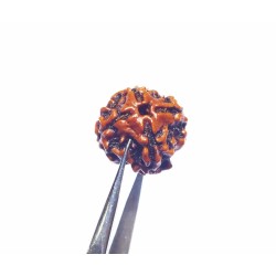 Free 4 Mukhi Rudraksha...