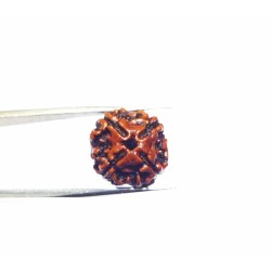 Free 4 Mukhi Rudraksha Original - *Delivery Charges only Rs 99