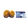 13 Mukhi Gauri Shankar Rudraksha 40mm With X-ray Report