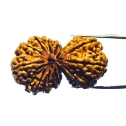 13 Mukhi Gauri Shankar Rudraksha 40mm With X-ray Report