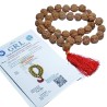 5 Mukhi Rudraksha Kanthi Mala Nepali Certified, 36+1 Bead & 25 mm Approx