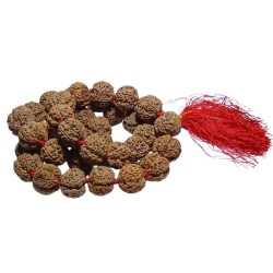 5 Mukhi Rudraksha Kanthi...