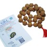 8 Mukhi Rudraksh Mala Indonesia 32+1 Bead 28mm appx. Beads