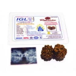 Genuine Ganesh Gauri Shankar Rudraksha 39mm X-ray Report