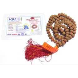 Original 7 Mukhi Rudraksha Mala Genuine and Affordable & Certified Mala 7mm