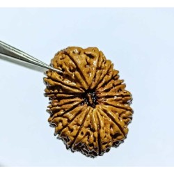 16 Mukhi Rudraksha 28.4 mm with X-ray Report