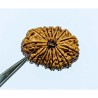 16 Mukhi Rudraksha 28.4 mm with X-ray Report