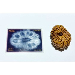 16 Mukhi Rudraksha 28.4 mm with X-ray Report