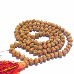 Original 7 Mukhi Rudraksha...