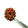 Natural 11 Mukhi Nepali Rudraksha Bead, Affordable & Certified 26 mm appx