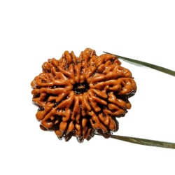 Natural 11 Mukhi Nepali Rudraksha Bead, Affordable & Certified 26 mm appx