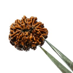 Natural 11 Mukhi Nepali Rudraksha Bead, Affordable & Certified 26 mm appx