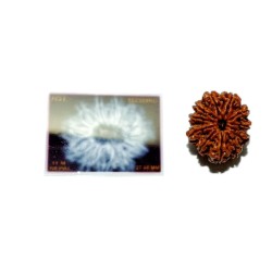 Natural 11 Mukhi Nepali Rudraksha Bead, Affordable & Certified 26 mm appx