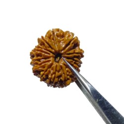 14 Mukhi Rudraksha 4.3 gram...