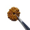 14 Mukhi Rudraksha 4.3 gram & 25.6mm - Lab Certified Nepali, Original & Natural