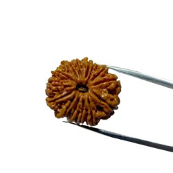 14 Mukhi Rudraksha 4.3 gram & 25.6mm - Lab Certified Nepali, Original & Natural