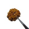 14 Mukhi Rudraksha 4.3 gram & 25.6mm - Lab Certified Nepali, Original & Natural