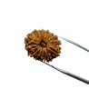 14 Mukhi Rudraksha Bead (Nepali) With X-ray Report 4.2 gram & 26mm