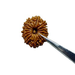 14 Mukhi Rudraksha Bead (Nepali) With X-ray Report 4.2 gram & 26mm