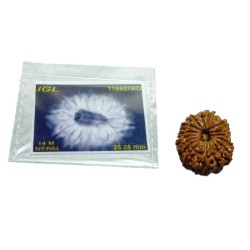 14 Mukhi Rudraksha Bead (Nepali) With X-ray Report 4.2 gram & 26mm