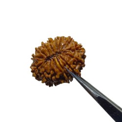 14 Mukhi Rudraksha Bead (Nepali) With X-ray Report 4.2 gram & 26mm