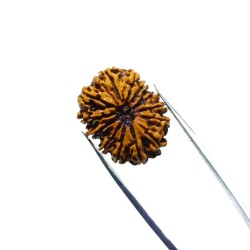 13 Mukhi Rudraksha bead With X-ray Report & Certified 31mm & 4.6 gram