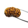 13 Mukhi Rudraksha bead With X-ray Report & Certified 31mm & 4.6 gram