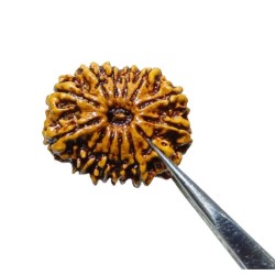 13 Mukhi Rudraksha bead With X-ray Report & Certified  28mm & 5 gram