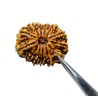 13 Mukhi Rudraksha bead With X-ray Report & Certified  28mm & 5 gram