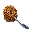 13 Mukhi Rudraksha bead With X-ray Report & Certified  28mm & 5 gram