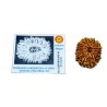 13 Mukhi Rudraksha bead With X-ray Report & Certified  28mm & 5 gram