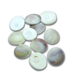 Gomti Chakra Very Rare Big Size set of 11, 2 Inch Approx