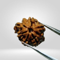 Authentic Nandi Rudraksha (Double Ganesh Rudraksha) With Lab Test Certification