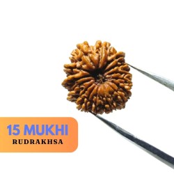 Natural 15 Mukhi Rudraksha...