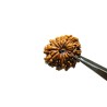 Natural 15 Mukhi Rudraksha (Nepali) 25mm With X-ray Report