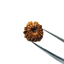 Natural 15 Mukhi Rudraksha (Nepali) 25mm With X-ray Report