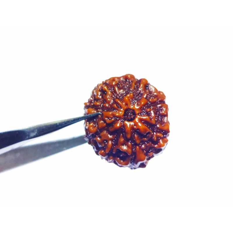 Original 8 Mukhi Rudraksha Bead Rare, Affordable & Certified