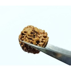 Nepali Faceless Rudraksha Bead (0 Mukhi Rudraksha) & Lab Certified