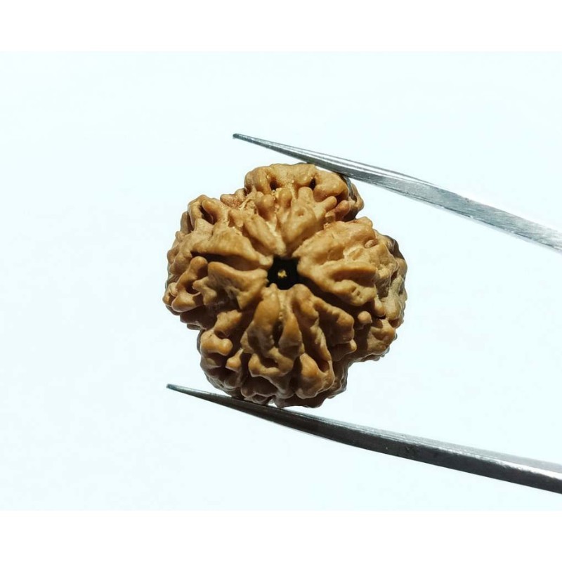 Nepali Faceless Rudraksha Bead (0 Mukhi Rudraksha) & Lab Certified