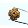 Nepali Faceless Rudraksha Bead (0 Mukhi Rudraksha) & Lab Certified