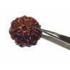 Original 8 Mukhi Rudraksha Bead Rare, Affordable & Certified