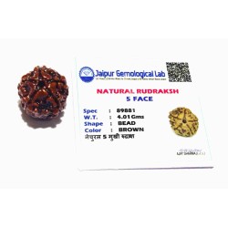 Certified 5 (Panch) Mukhi Rudraksha Bead Genuine, Rare, Affordable