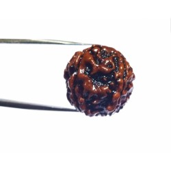 Certified 5 (Panch) Mukhi Rudraksha Bead Genuine, Rare, Affordable