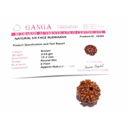 6 Mukhi Rudraksha Bead Genuine, Rare, Cheapest & Certified