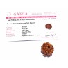 6 Mukhi Rudraksha Bead Genuine, Rare, Cheapest & Certified