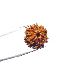 6 Mukhi Rudraksha Bead...