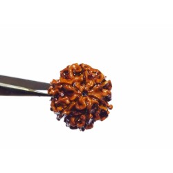 6 Mukhi Rudraksha Bead Genuine, Rare, Cheapest & Certified