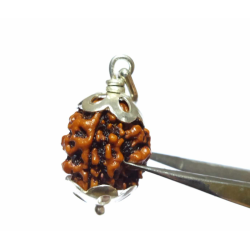 Natural 3 Mukhi Rudraksha...